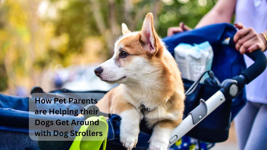 How Dog Strollers are Helping Pet Parents