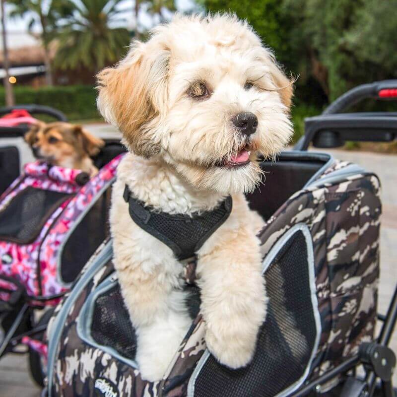 Petique 5-in-1 Airline Approved Dog Carrier with Wheels for In Cabin