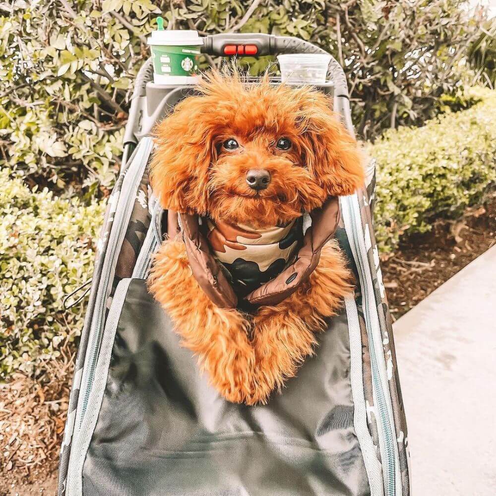 Petique 5-in-1 Airline Approved Dog Carrier with Wheels for In Cabin