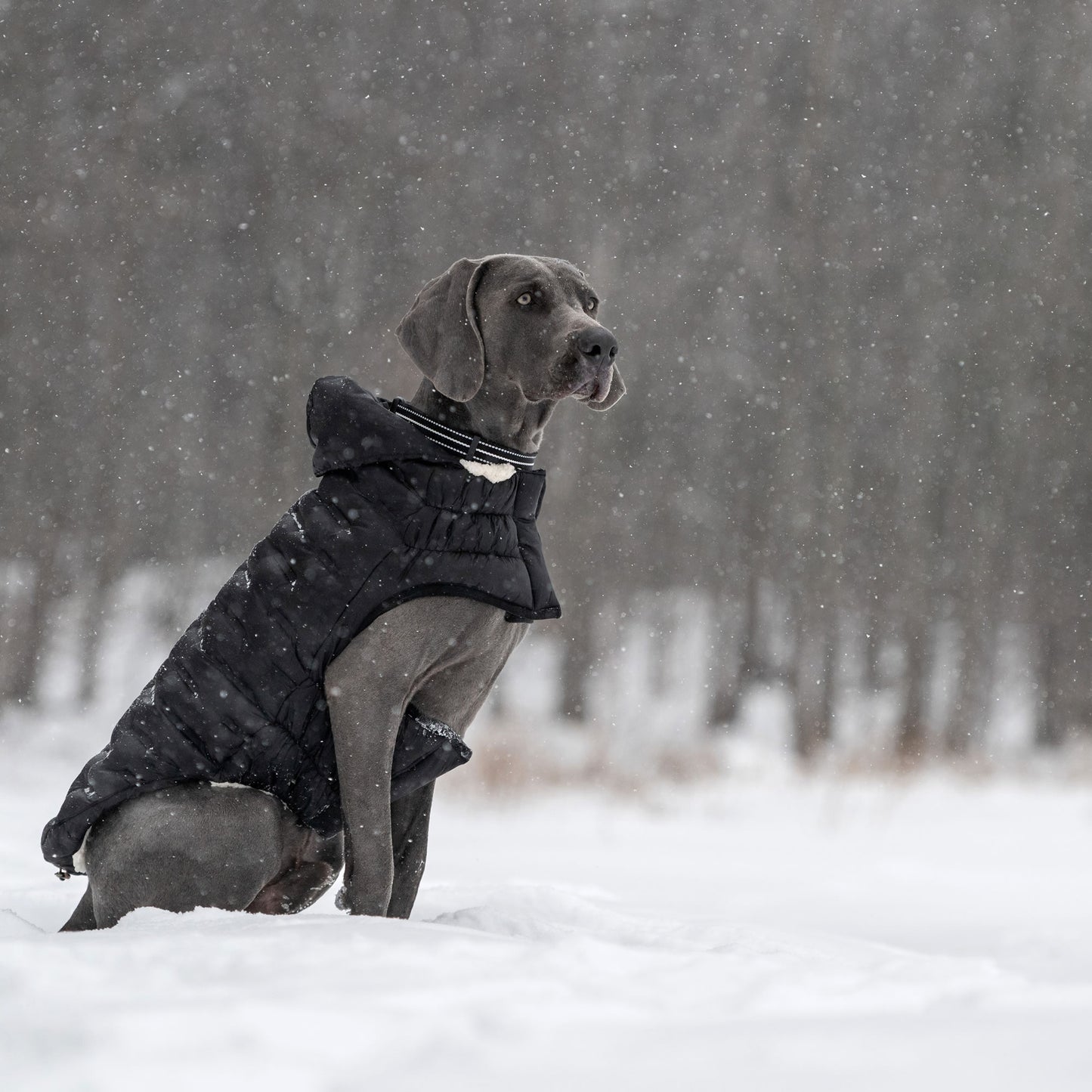 GF Pet Cloud Parka