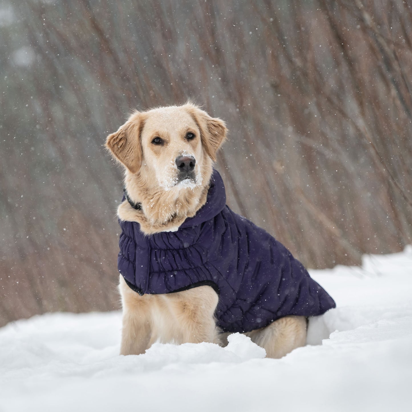 GF Pet Cloud Parka