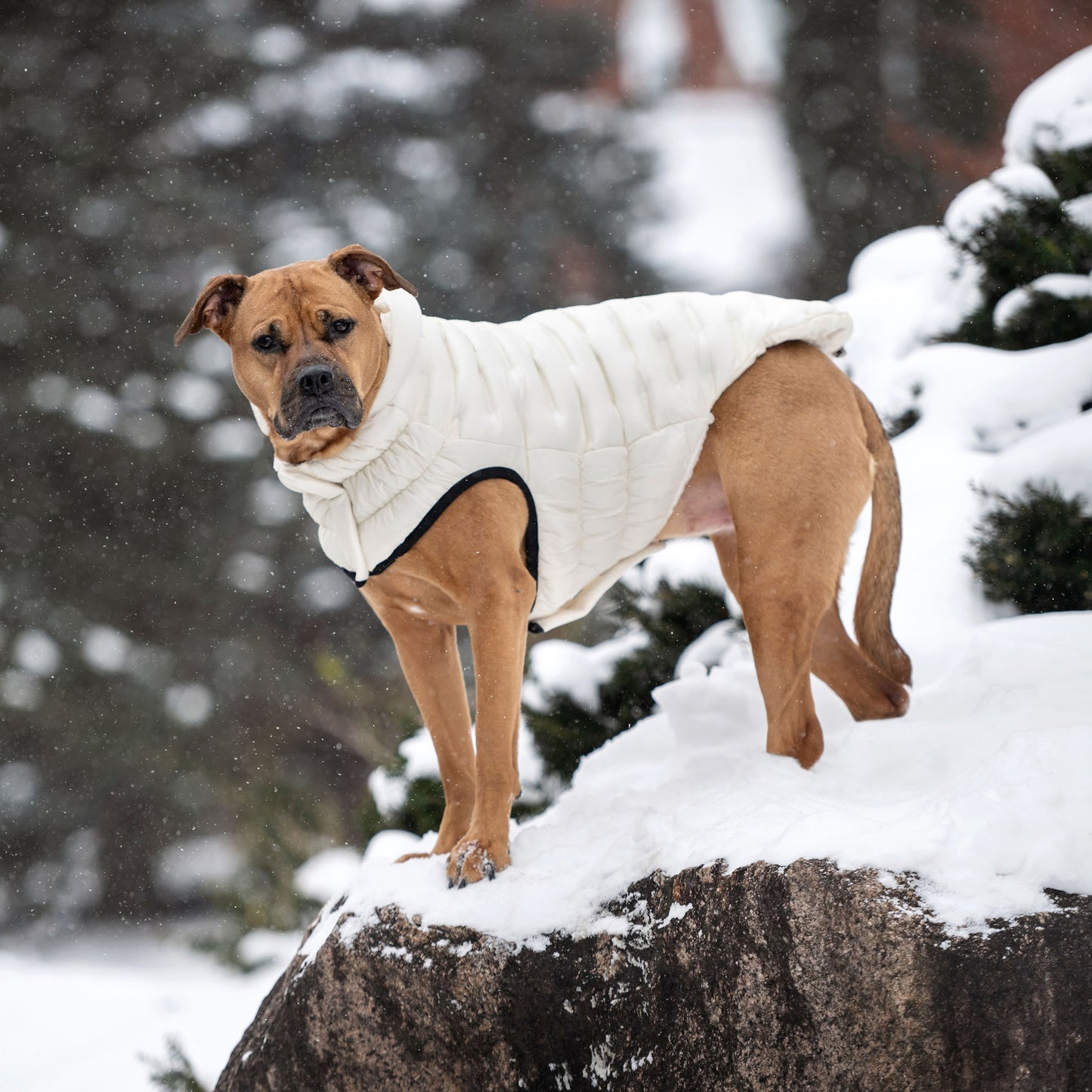 GF Pet Cloud Parka