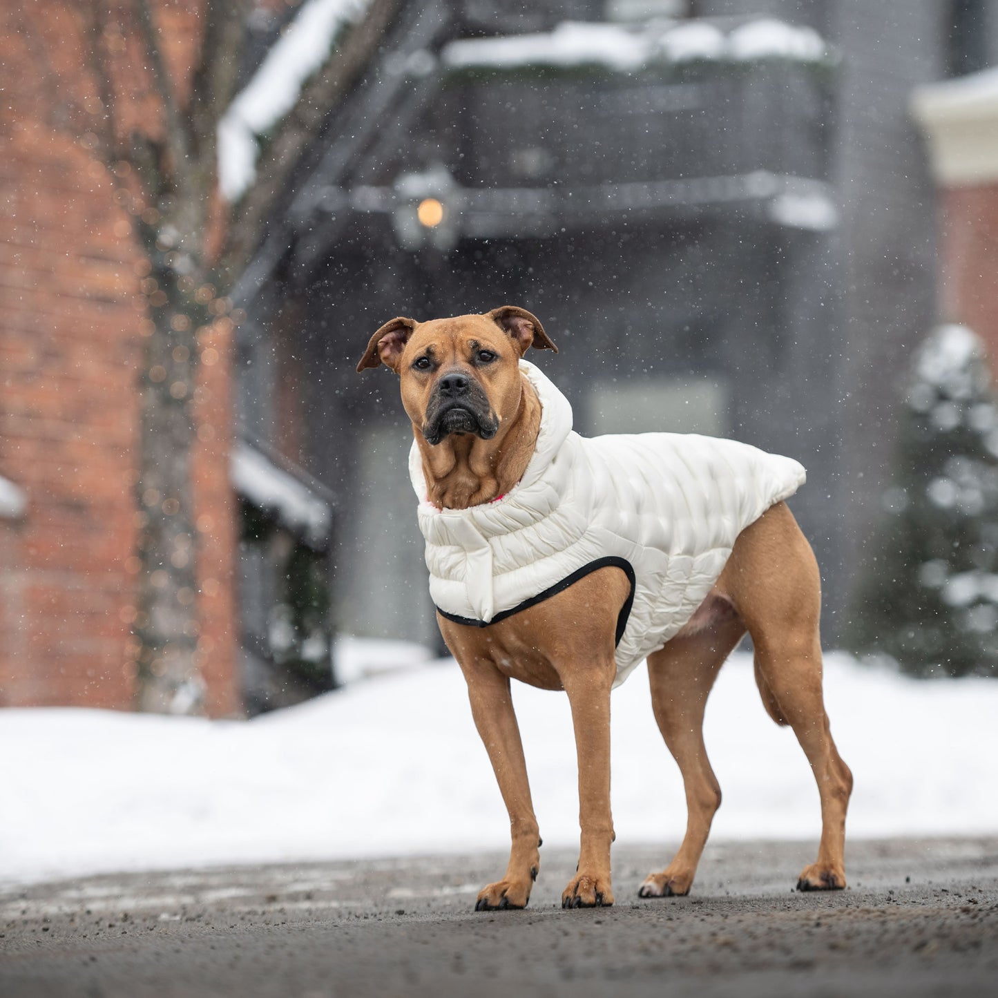 GF Pet Cloud Parka