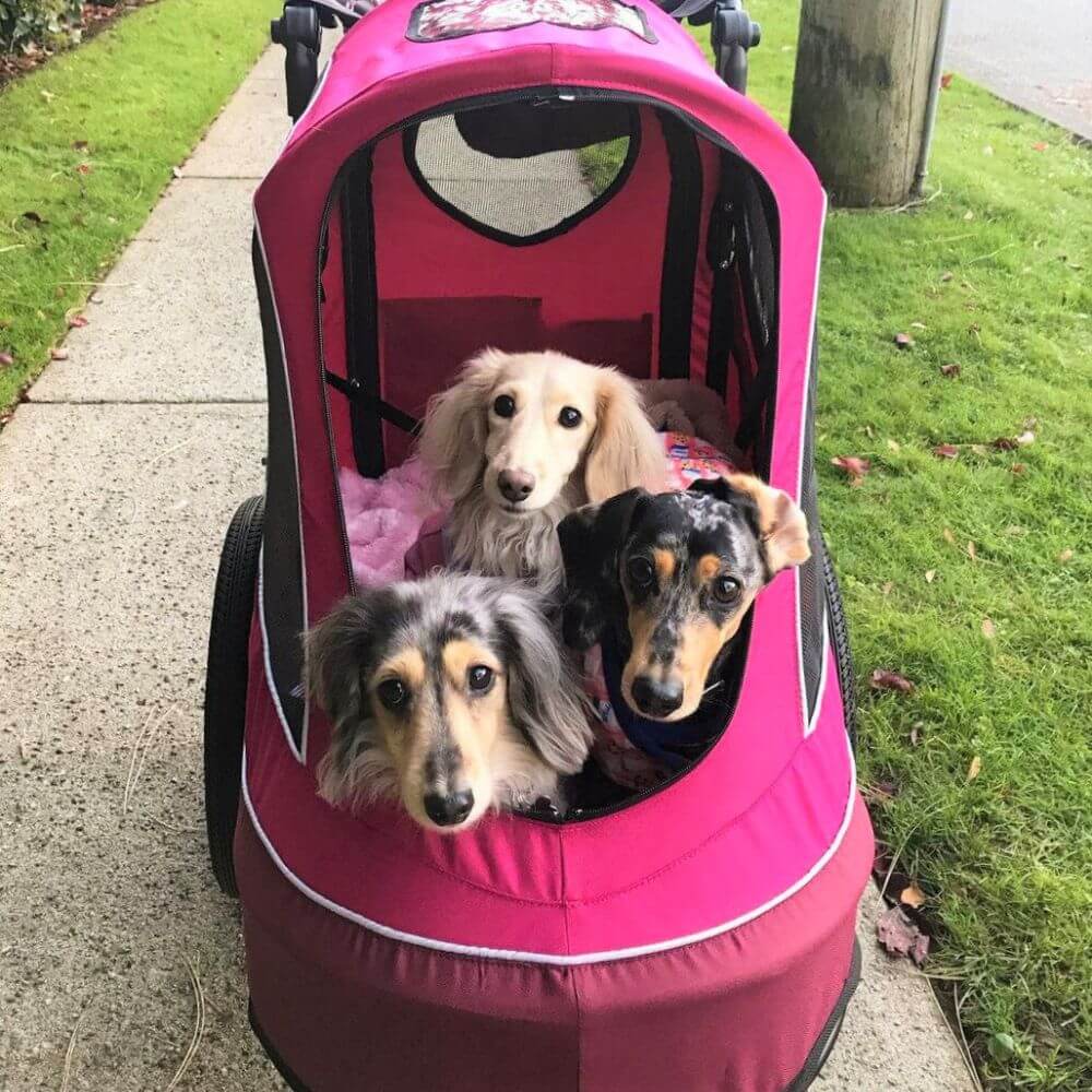 dog stroller for jogging Petique All Terrain Dog Stroller Large Dog Free Shipping USA