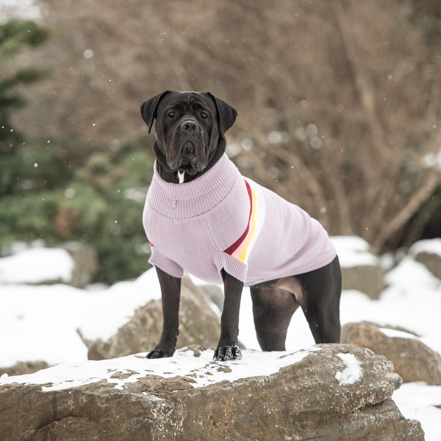 GF Pet Retro Sweater - Lavender