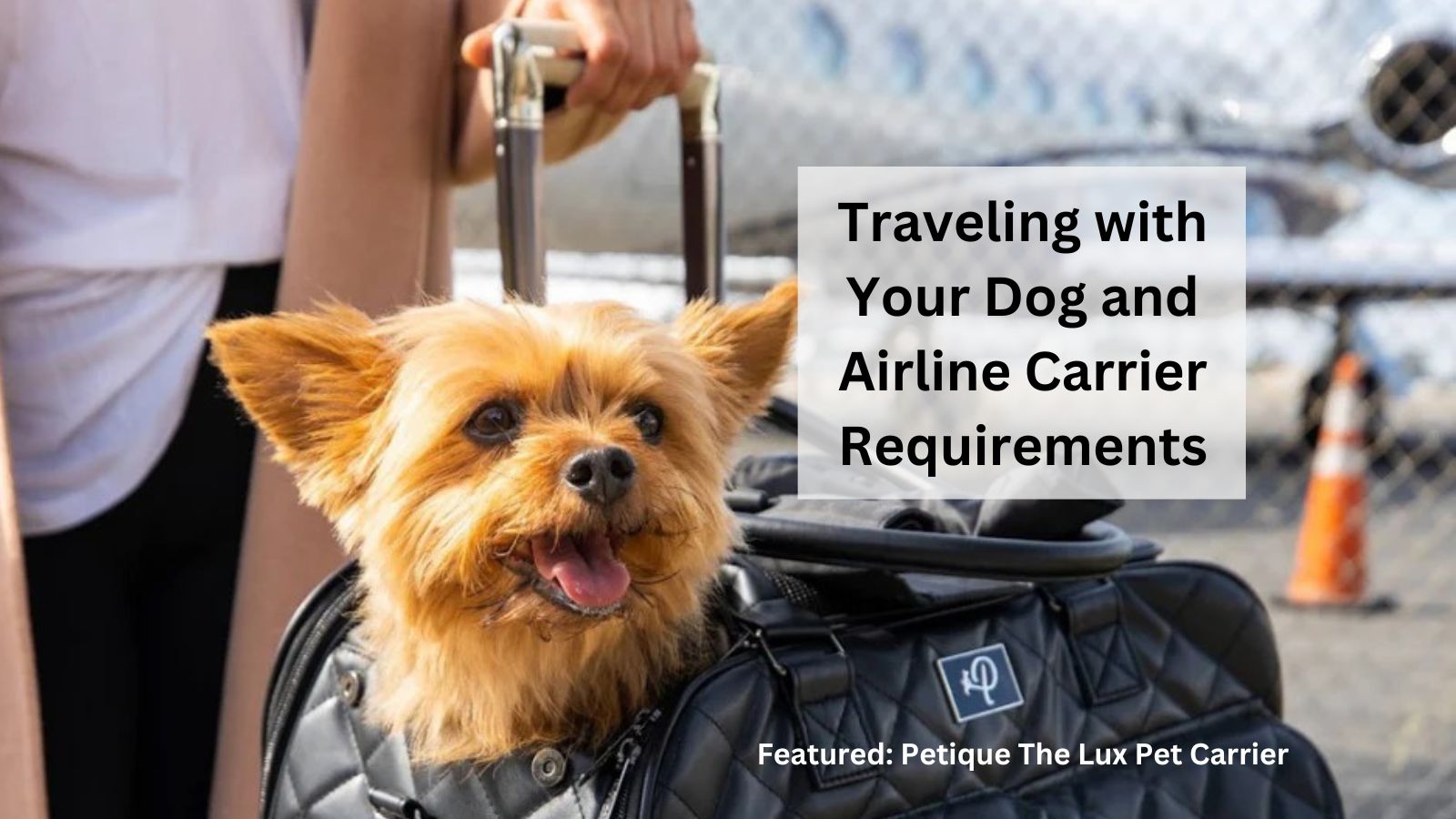 How to Fly with a Dog In-Cabin – Pousse Pitou