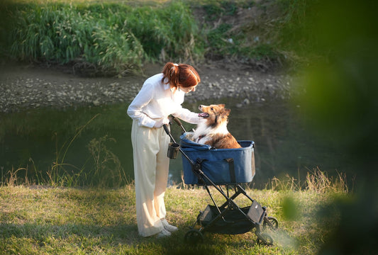 A long bodied large dog in a pet stroller.