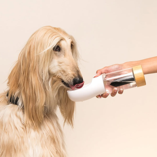 Urban Oasis Crystal Infused Pet Water Bottle - Black Obsidian