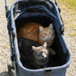 Two cats inside a blue pet stroller on a gravel surface.