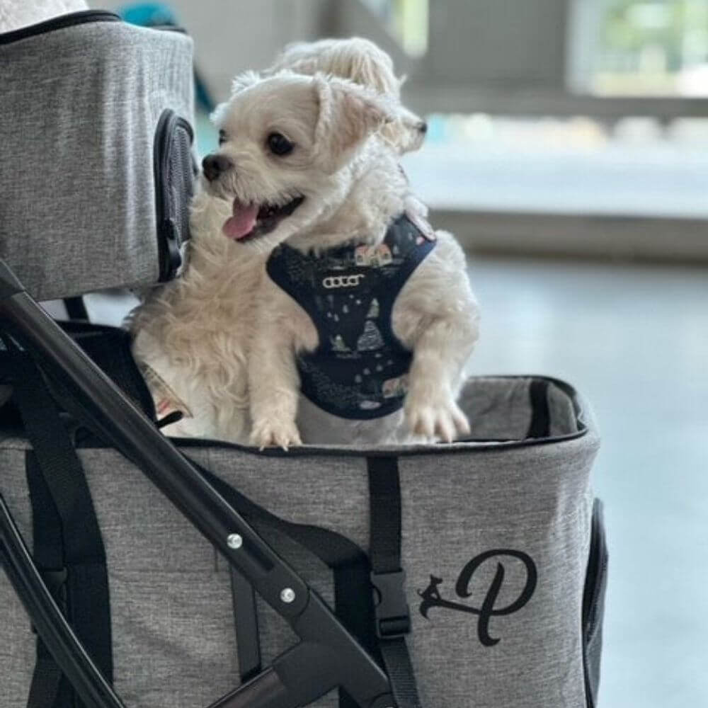 petique double decker pet stroller Petique Deluxe Double Decker Dog Stroller Free Shipping to USA – Pousse Pitou